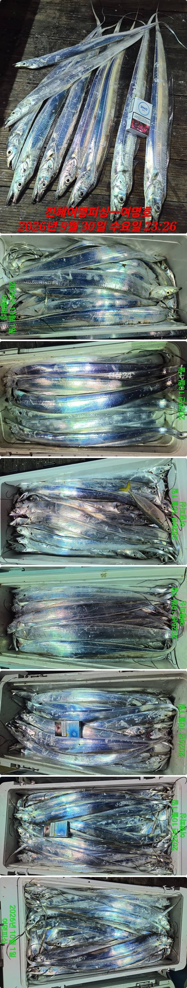 1일갈치하1.jpg