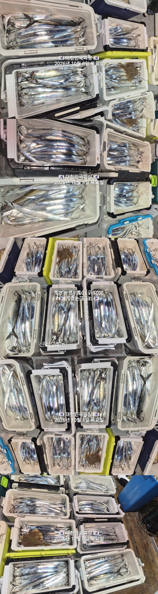 갈치3.jpg