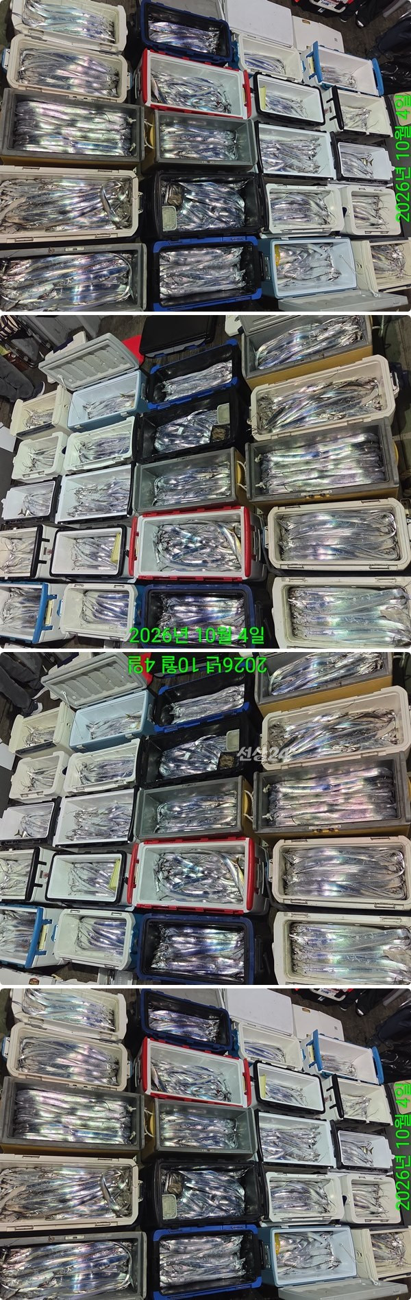 4일갈치하4.jpg