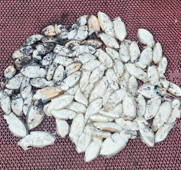 1000061294.jpg