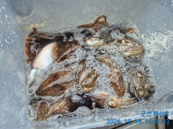 군산해신호_사진_20261019_13.jpg