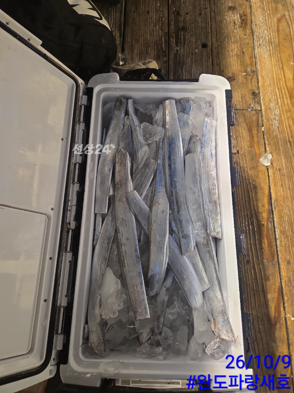 완도파랑새호(블루버드)_사진_20261009_18.jpg