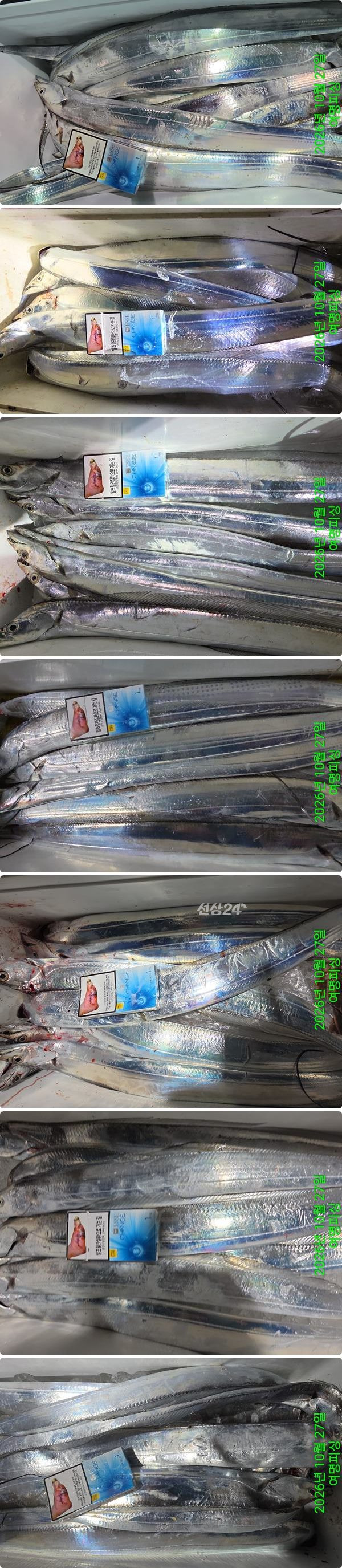 27일갈치하.jpg