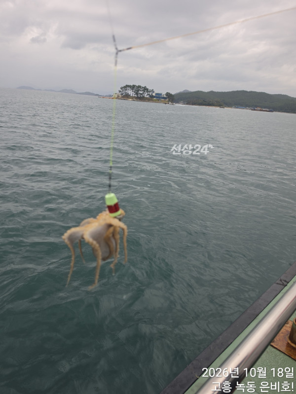 고흥 녹동 은비호!(두족류,돌돔,외수질)_사진_20261019_2.jpg