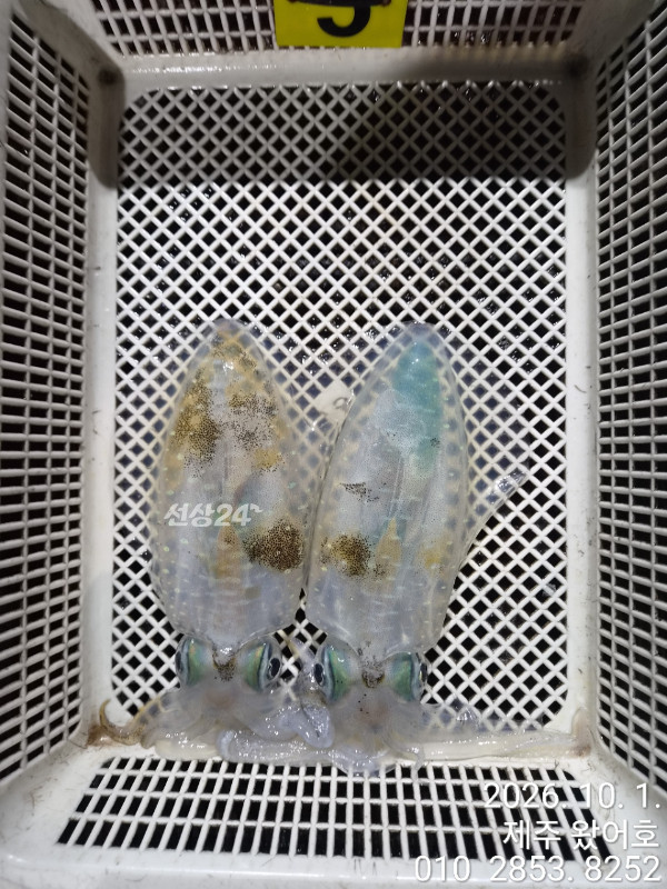 제주왔어호_사진_20261001_9.jpg