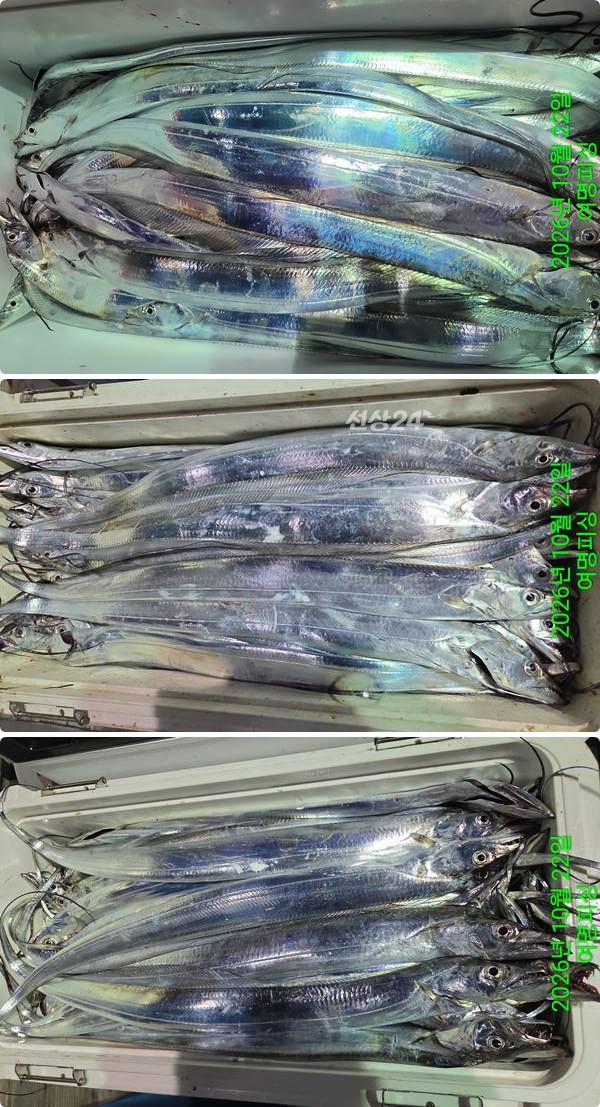 22일갈치상1.jpg