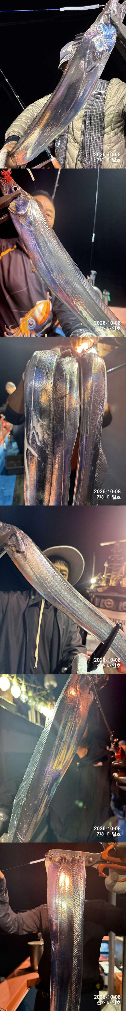 갈치1.jpg