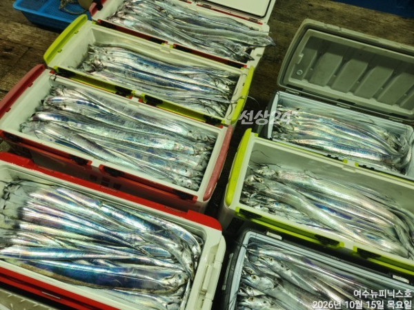 10월15일갈치 (15).jpg
