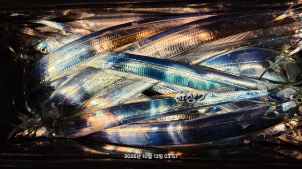 1004피싱_사진_20261013_8.jpg