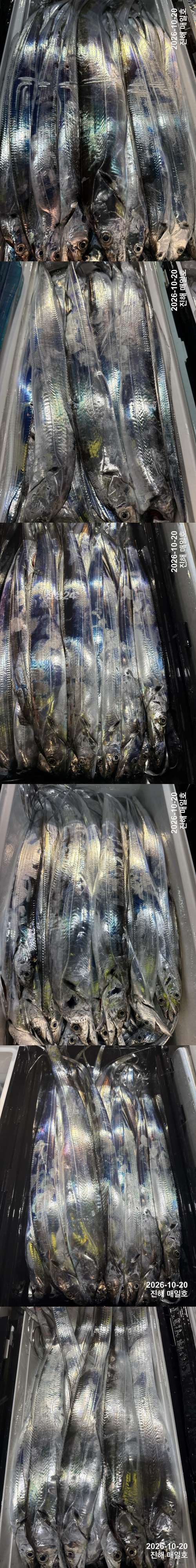 갈치3.jpg