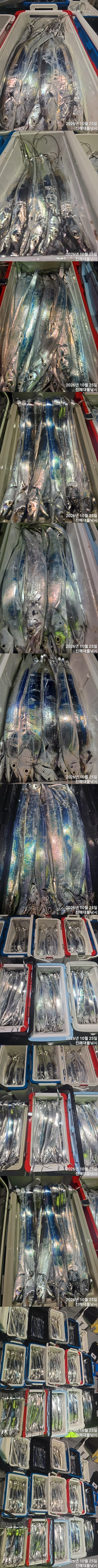 칼치5.jpg