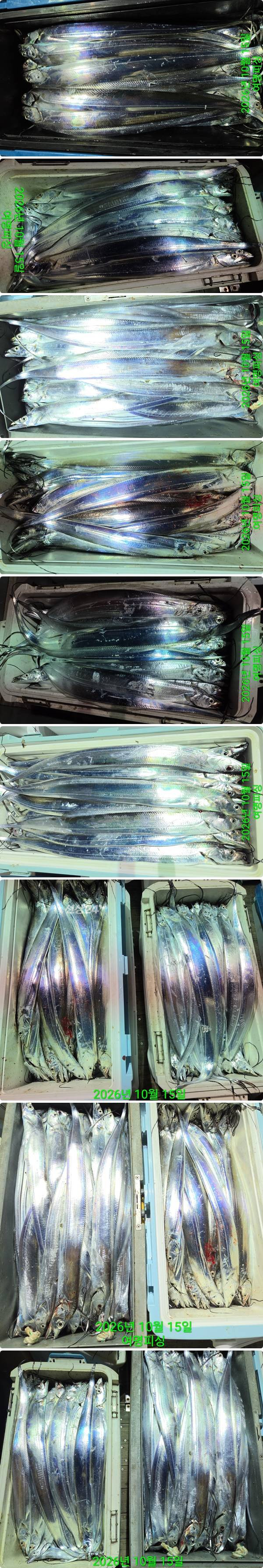 15일갈치하.jpg