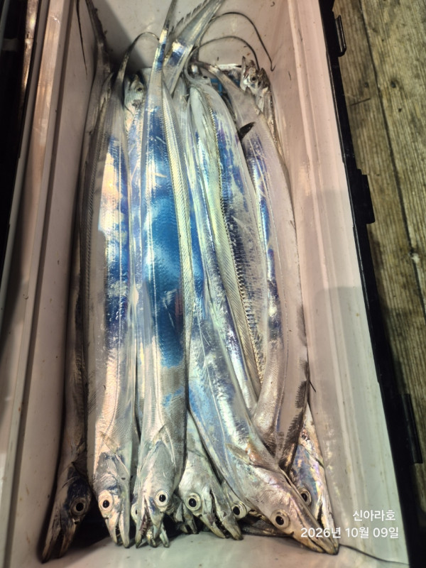 신아라호 한치 칼치 오징어_사진_20261009_13.jpg