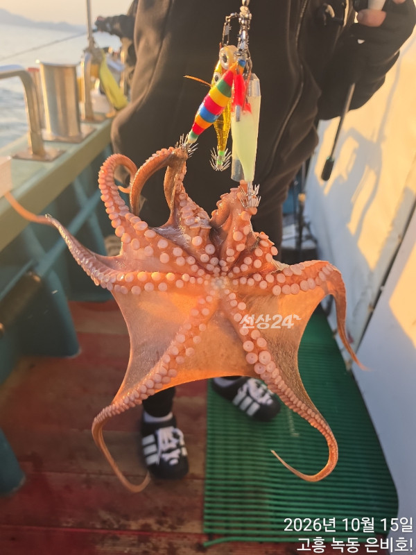 고흥 녹동 은비호!(두족류,돌돔,외수질)_사진_20261017_4.jpg