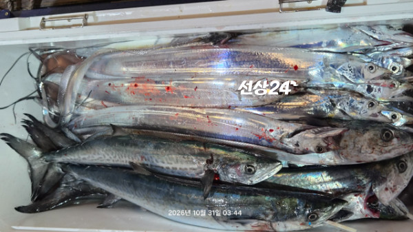 1004피싱_사진_20261031_8.jpg