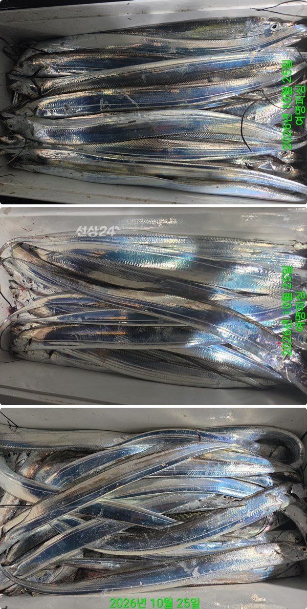 25일갈치하.jpg