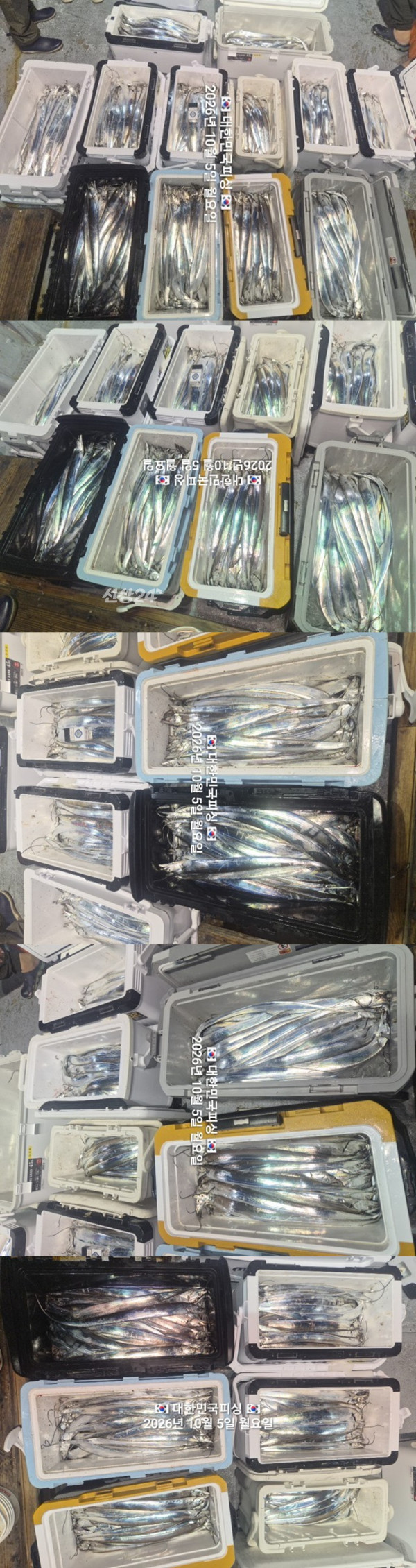 갈치3.jpg