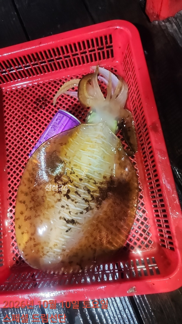 쎄븐피싱클럽(선상 버스출조전문)_사진_20261012_80.jpg