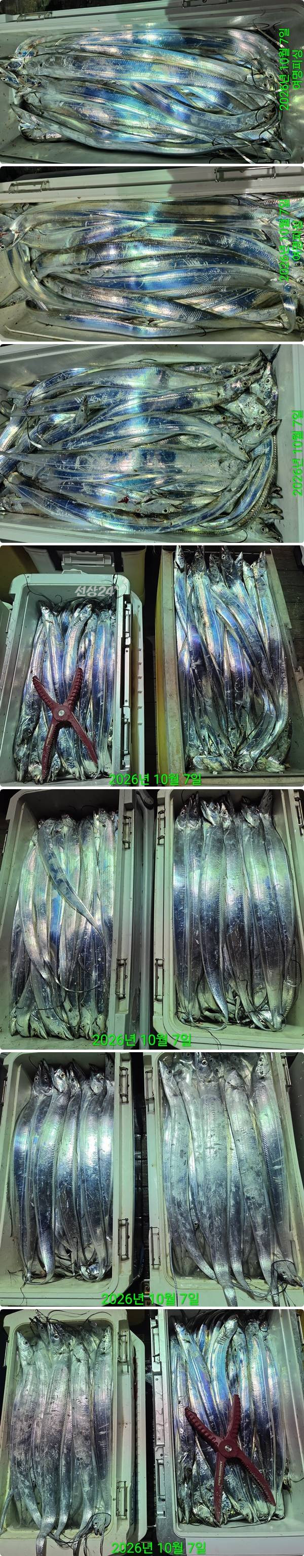 7일갈치하2.jpg