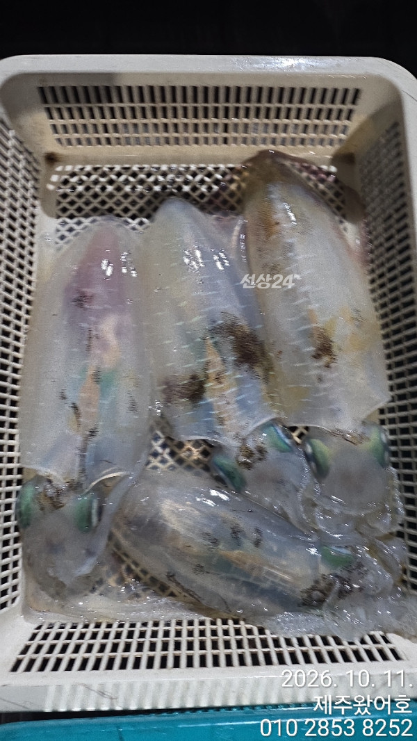 제주왔어호_사진_20261011_5.jpg