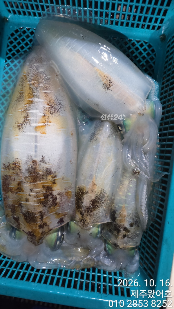 제주왔어호_사진_20261016_8.jpg