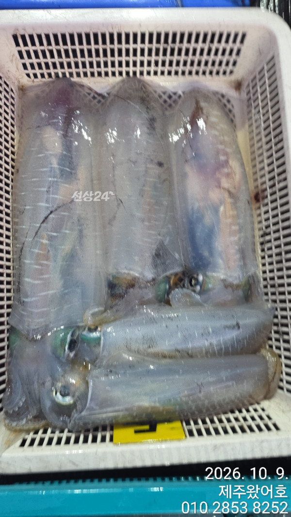 제주왔어호_사진_20261009_27.jpg