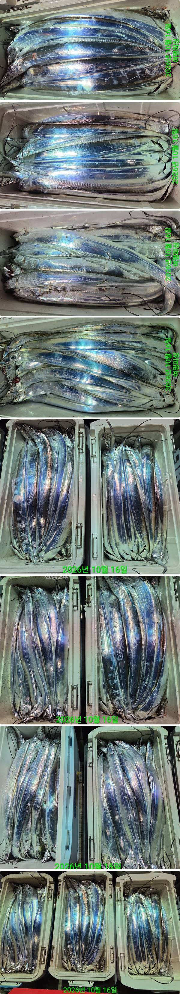 16일갈치하.jpg