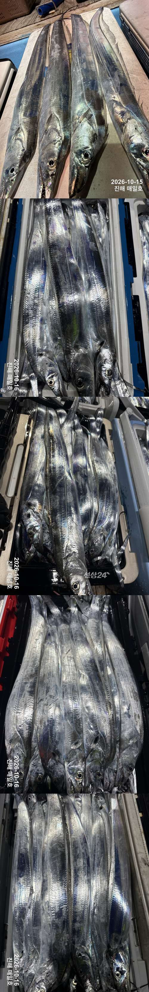 갈치2.jpg