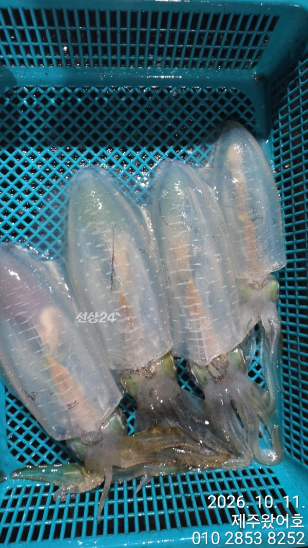 제주왔어호_사진_20261012_6.jpg