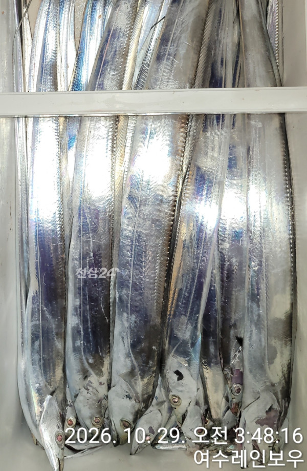 ♡여수레인보우♡갈치_열기_한치_갑오징어__사진_20261029_9.jpg