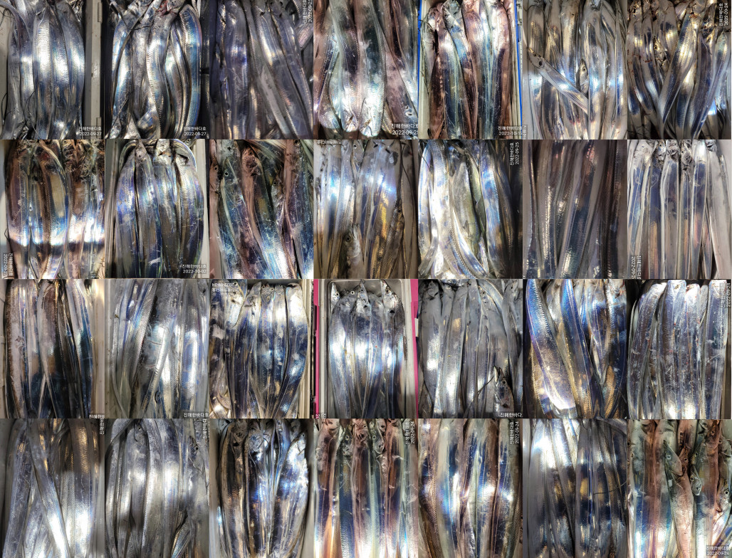 갈치모음1 copy.jpg